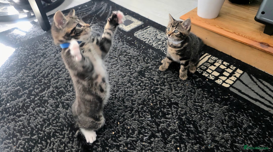 Mixed Breed cats for sale: Three lovely kittens are looking for forever home - Image 6