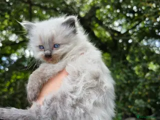 Ragdoll cats Ragdoll kittens - Advert 1