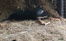German Shepherd dogs for sale: German Shepherds - Image 1