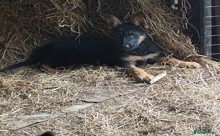 German Shepherd dogs - Advert 3
