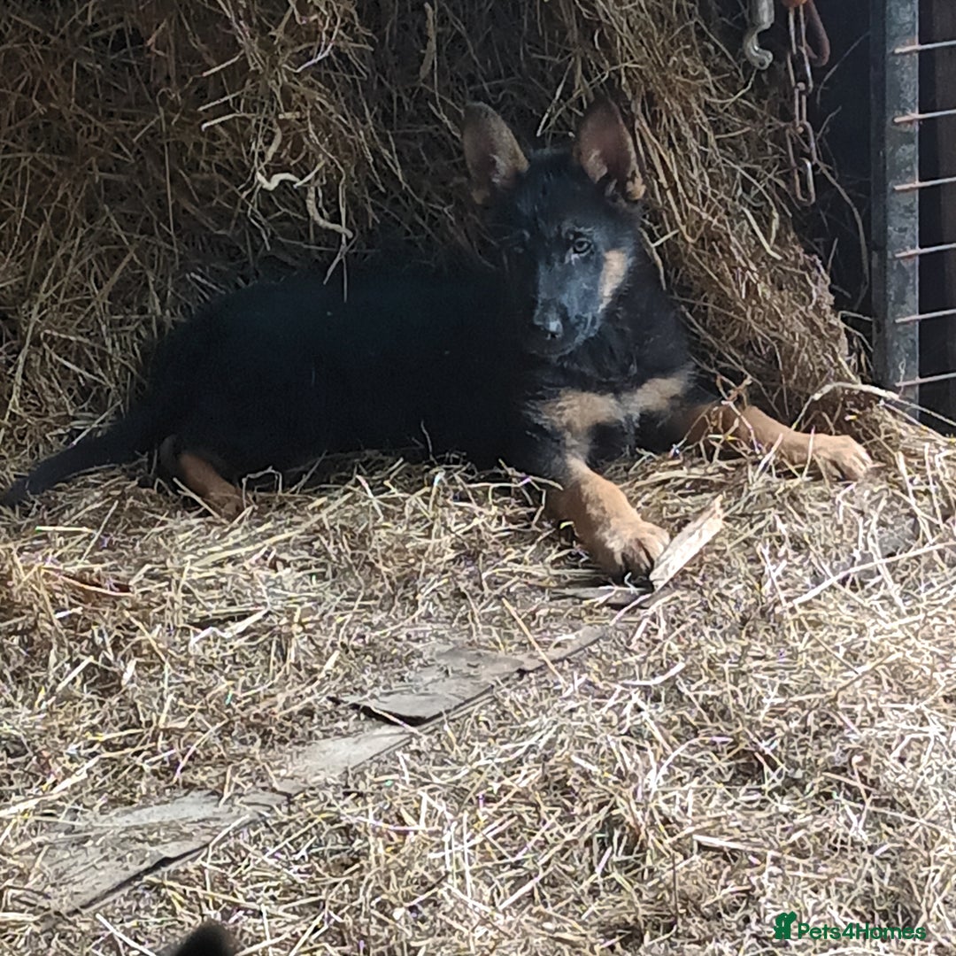 German Shepherd dogs for sale: German Shepherds - Image 1