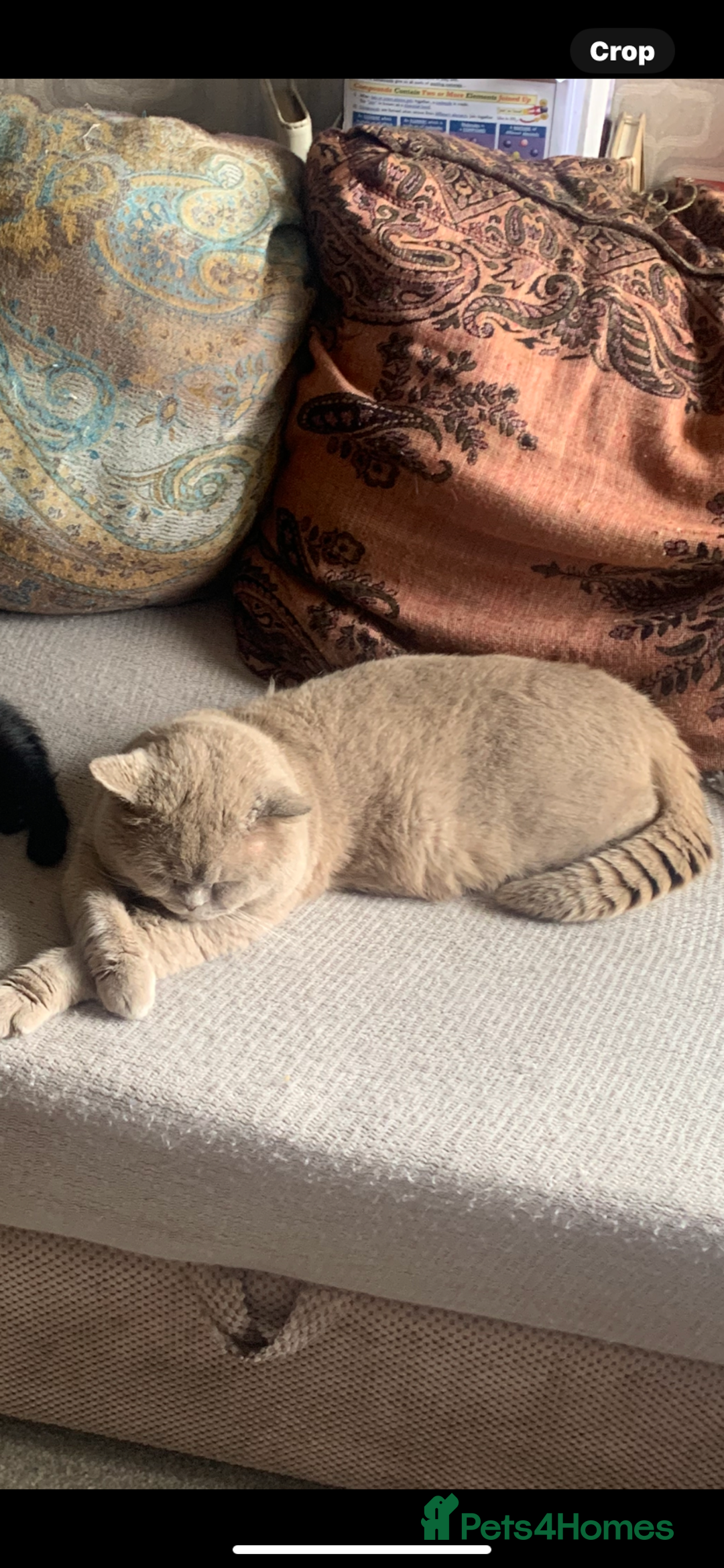 Persian cats for sale: cute 9wk old adorable bundle of joy Persian kitten - Advert 37