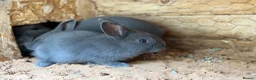 Mixed Breed rabbits for sale: Holicer Ready - Advert 7