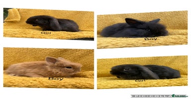 Mini Lop rabbits - Advert 14