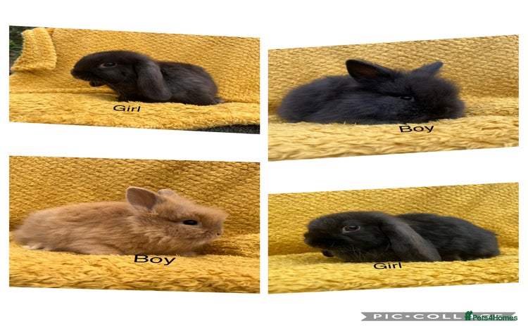 Mini Lop rabbits - Advert 1