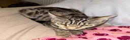 Bengal cats for sale: Bengal kitten & ragdoll cross kitten - Advert 9