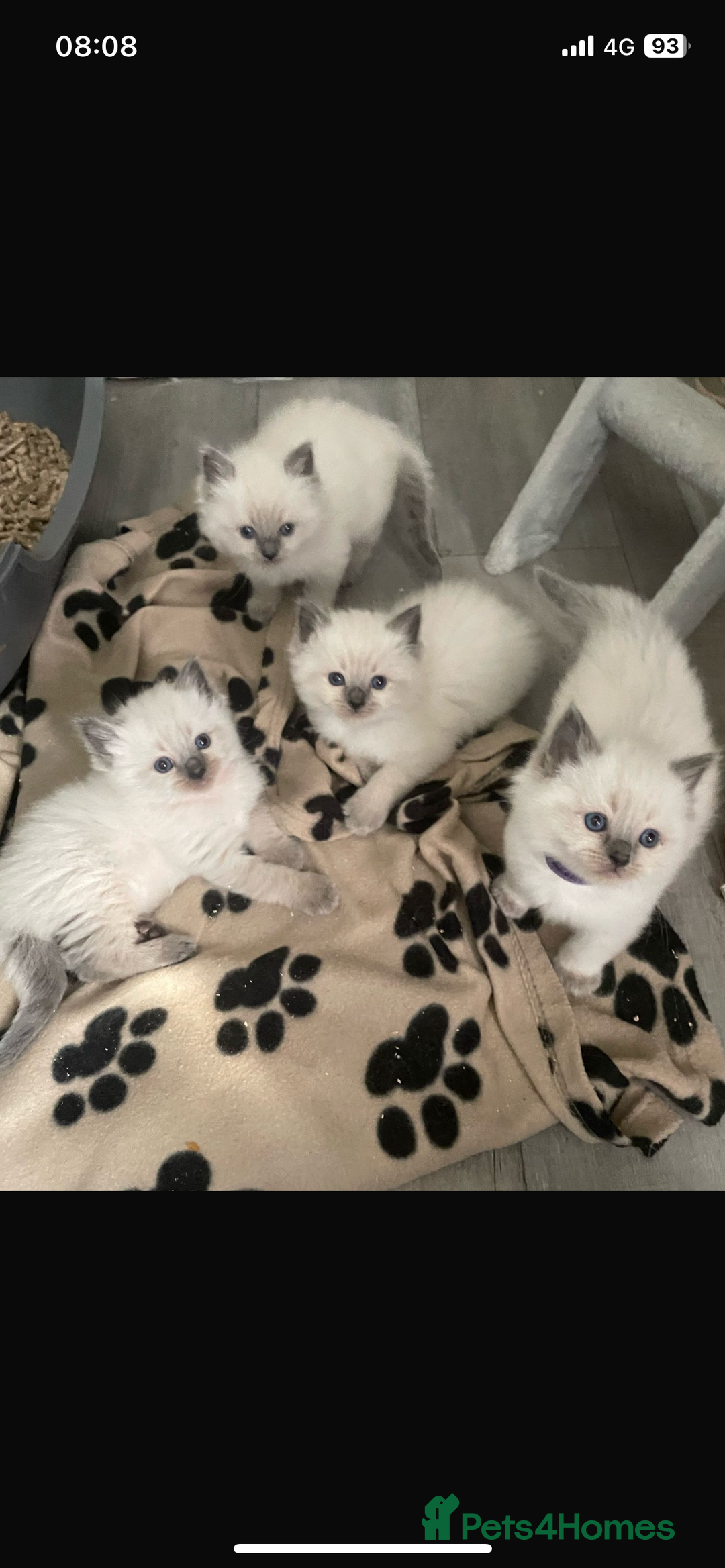 Ragdoll cats for sale: Ragdoll kittens due - Image 6