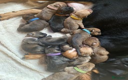 Mixed Breed dogs for sale: Rottweiler  ** taffy puppies - Image 8