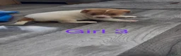 Jack Russell dogs for sale: Jack Russell puppy’s  - Advert 10