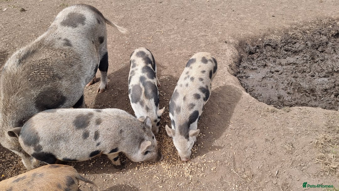 Pig livestock for sale: Minature Piglets - Image 3