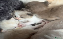 Ragdoll cats for sale: Tortie flame mink sepia tica  - Image 14