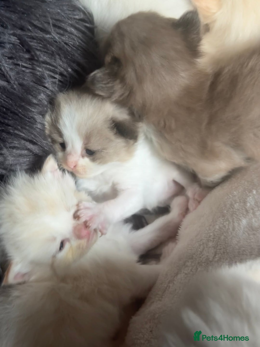 Ragdoll cats for sale: Tortie flame mink sepia tica  - Image 14
