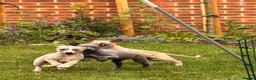 Whippet dogs for sale: KC Registered Whippets  in Huntingdon - Advert 6