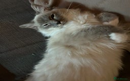 Ragdoll cats for sale: Loving Indoor Cat Duo Seeking Their Forever Home  - Image 10