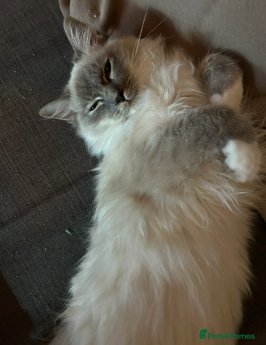 Ragdoll cats for sale: Loving Indoor Cat Duo Seeking Their Forever Home  - Image 10
