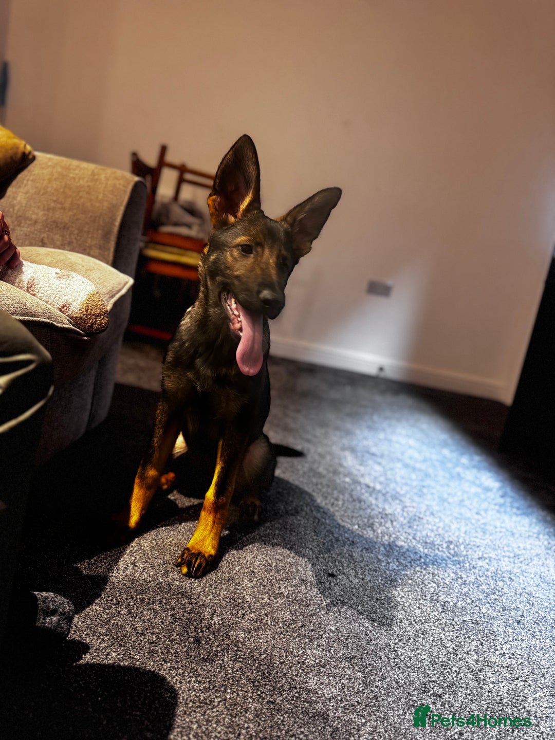 German Shepherd dogs for sale: German shepherd puppy - Advert 2