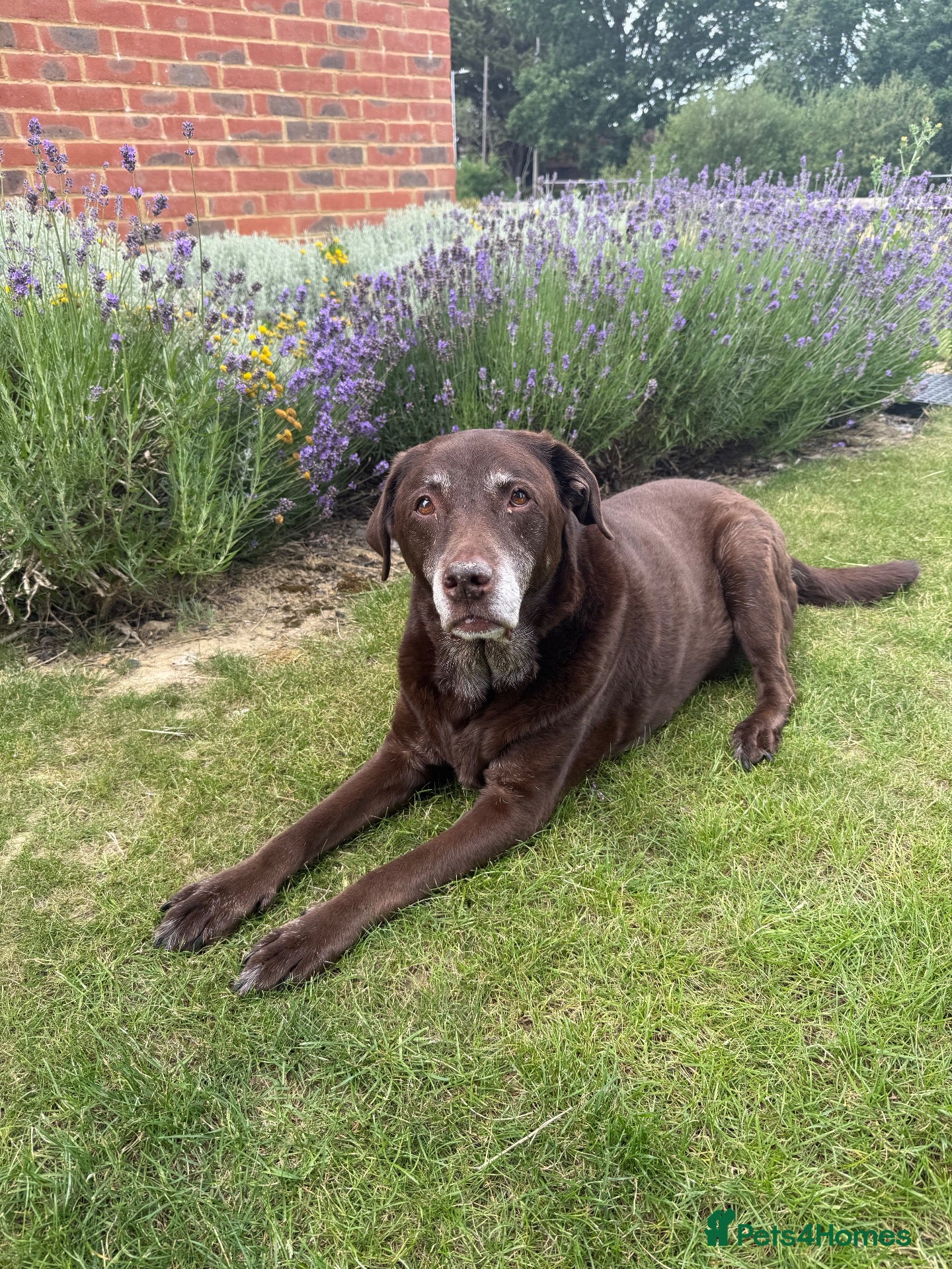 Labrador Retriever dogs Beautiful female chocolate 12 year old Labrador  - Advert 2