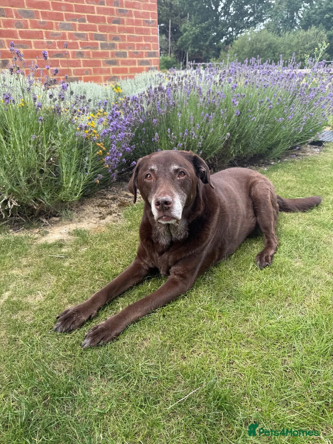 Labrador Retriever dogs for sale: Beautiful female chocolate 12 year old Labrador  - Advert 1