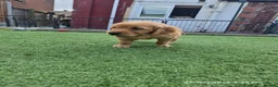 Golden Retriever dogs for sale: Stunning dark golden retriever puppies for sale - Advert 34