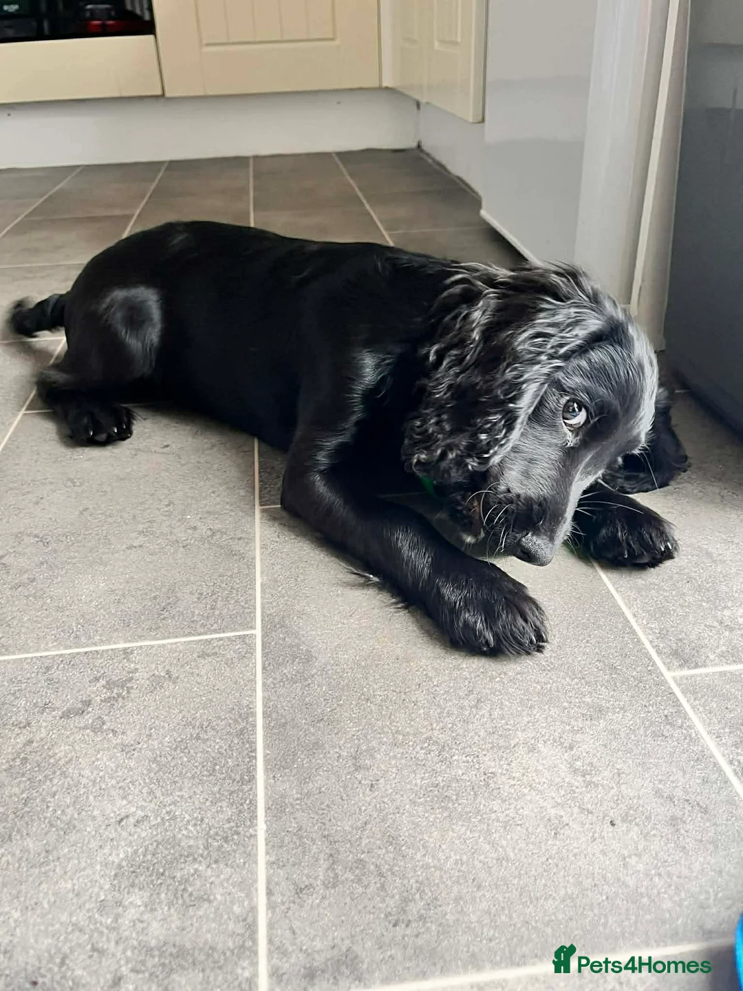 Cocker Spaniel dogs for sale: 5-Month-Old Female Cocker Spaniel Puppy  - Advert 2