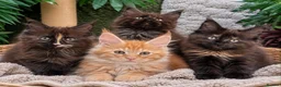 Maine Coon cats for sale: 7 x Stunning Maine Coon Kittens - Advert 1