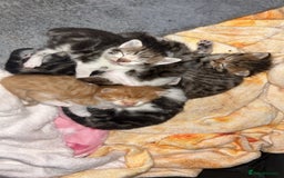 Maine Coon cats for sale: 1 GIRL / 5 BOYS - Image 1