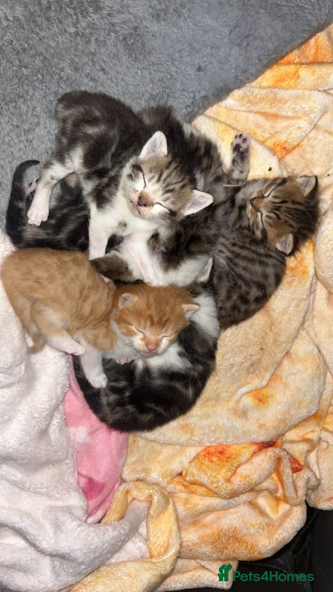 Maine Coon cats for sale: 1 GIRL / 5 BOYS - Image 1
