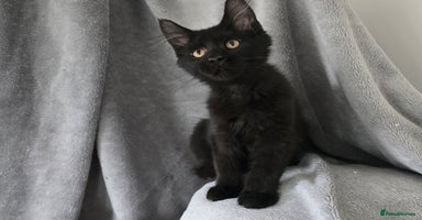 Maine Coon cats in Coventry - Advert 7