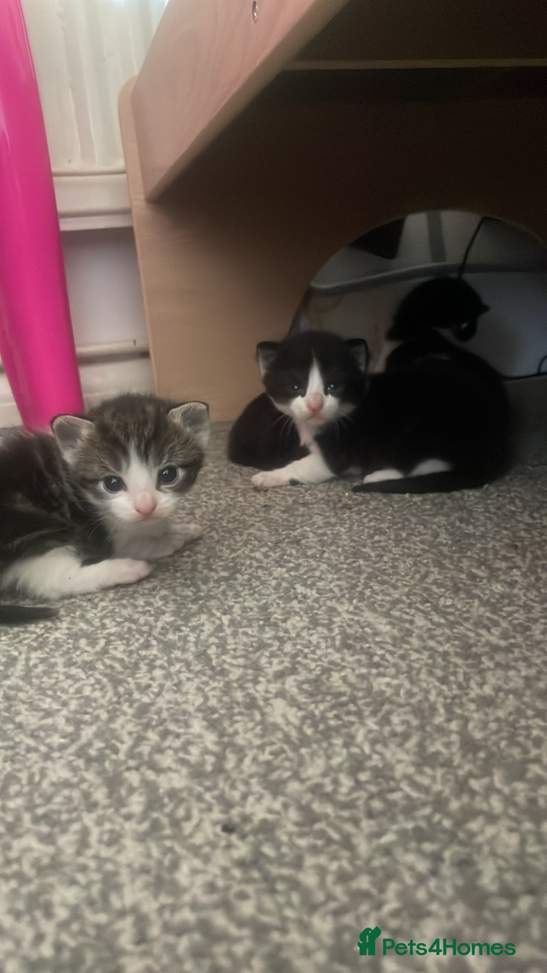 Mixed Breed cats for sale: Beautiful kittens ready for there forever homes - Image 7