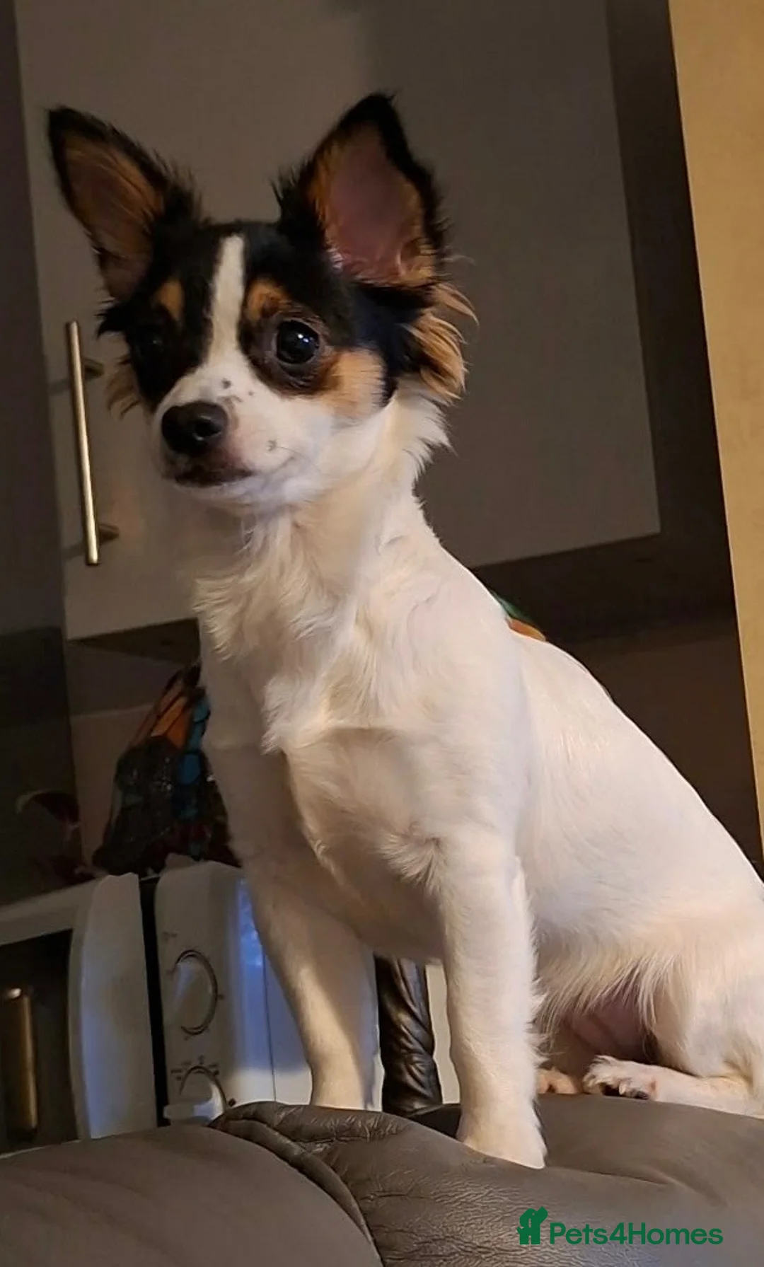 Mixed Breed dogs for sale: Chihuahua / Papillon mix. Female. - Advert 5