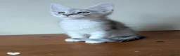 Maine Coon cats for sale: Maine Coon Kittens  - Advert 11