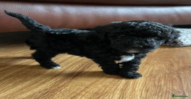 Cavapoo dogs - Advert 13