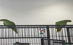 Ringnecks birds for sale: 2 indian ringneck  - Image 1
