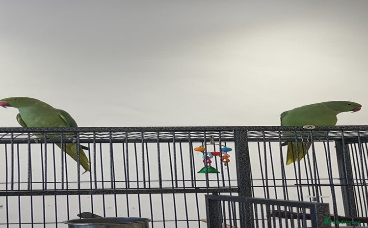 Ringnecks birds - Advert 6