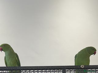 Ringnecks birds - Advert 2