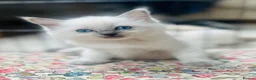 Ragdoll cats for sale: Beautiful ragdoll kittens blue and mitted - Advert 4
