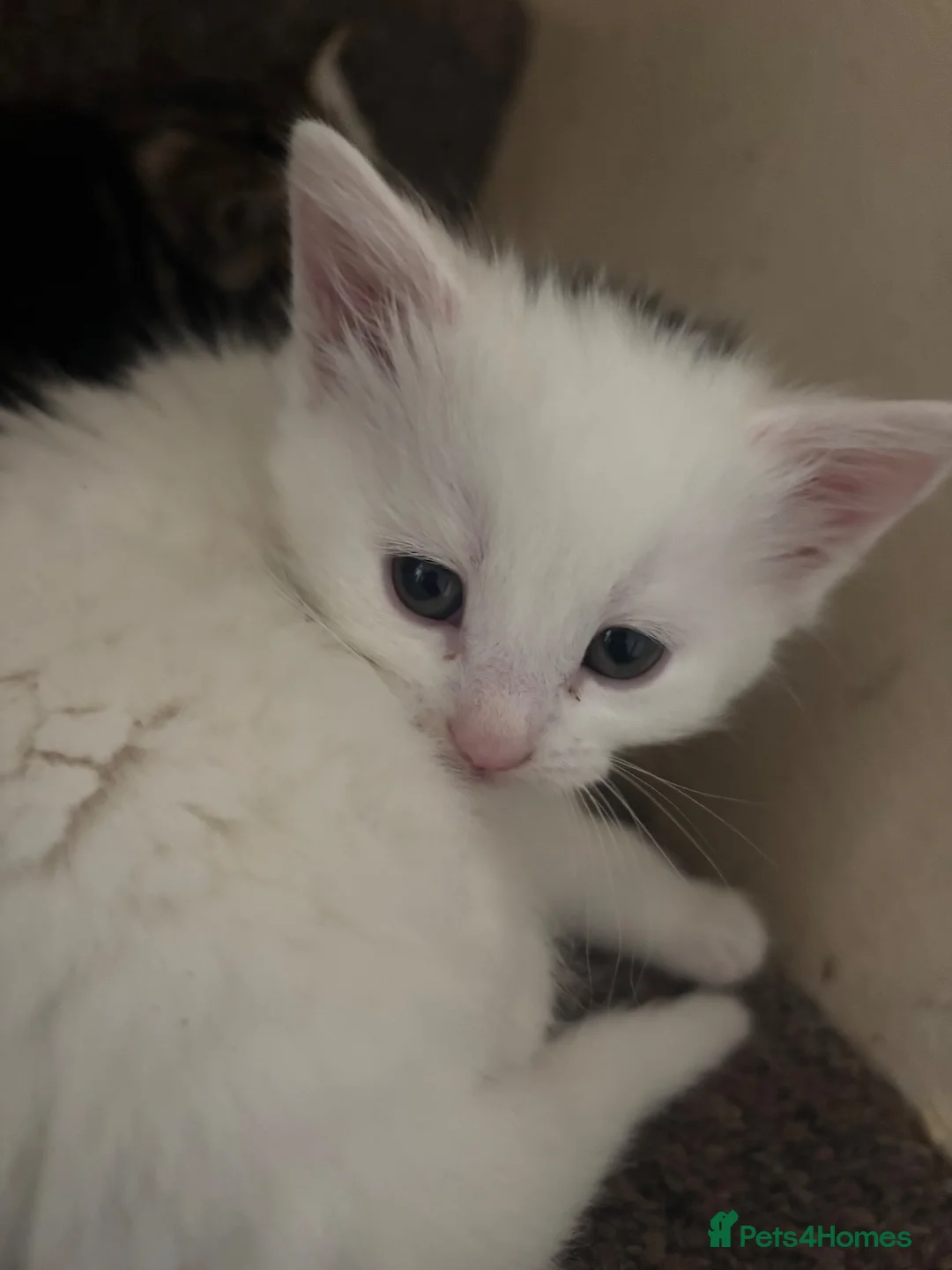 Turkish Van cats for sale: White kittens - Advert 2