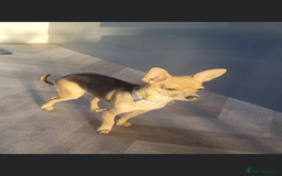 Chihuahua dogs for sale: 3 year old chihuahua  - Image 5