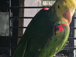 Parrots birds - Advert 18