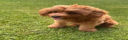 Cavapoo dogs for stud: F1 Cavapoo Proven Stud - Extensively Health Tested - Advert 5