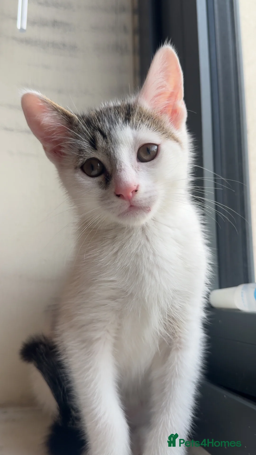 Mixed Breed cats for sale: Rescue Boy Kitten🤍 - Advert 1