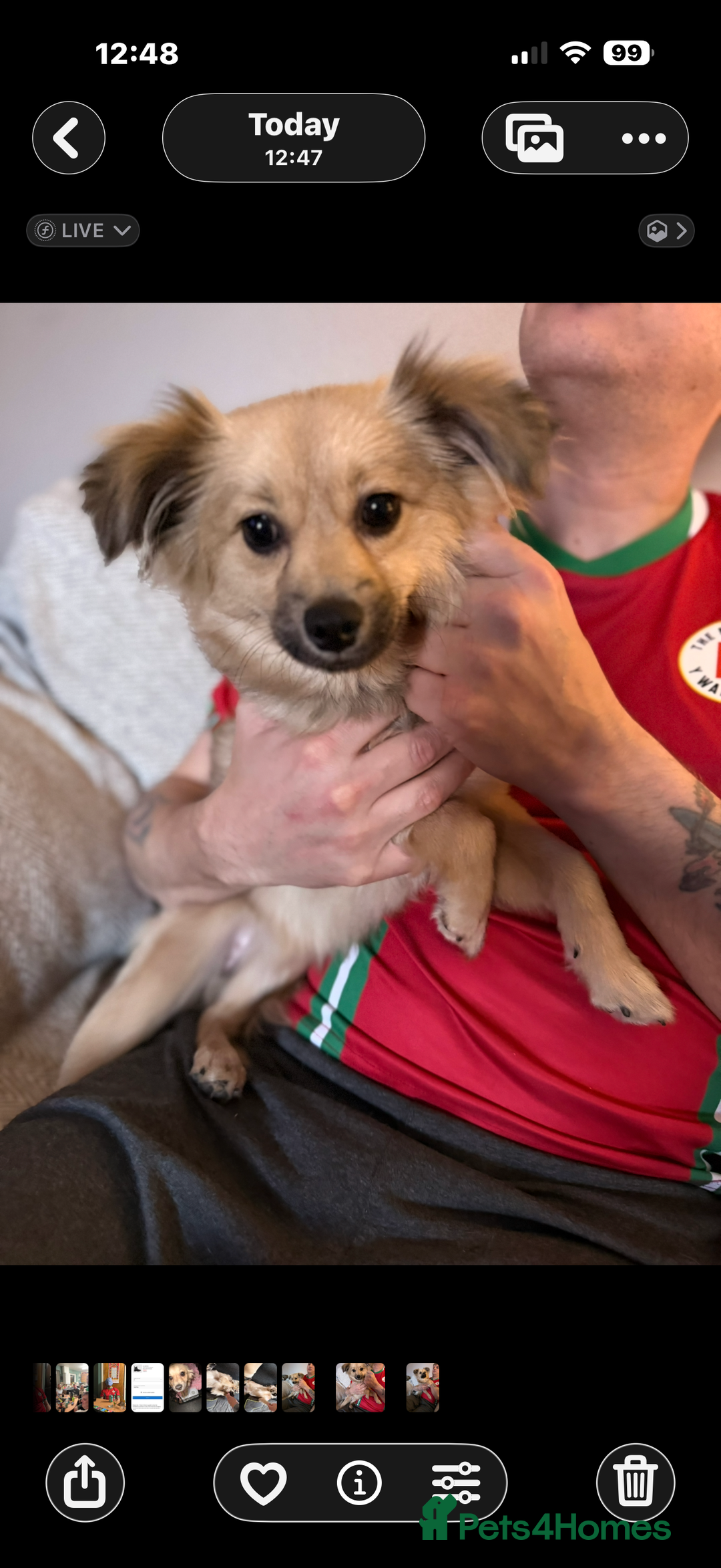 Pomchi dogs for sale: Gorgeous Pomchi Girl Available 6 months Old  - Advert 2