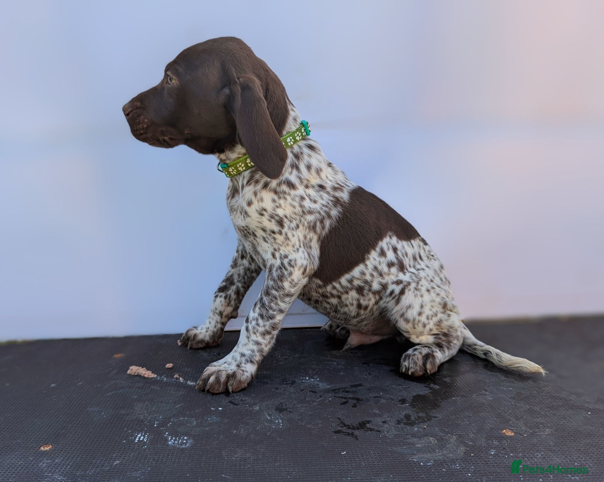 German Shorthaired Pointer dogs 3 beautiful German pointers!! - Advert 2