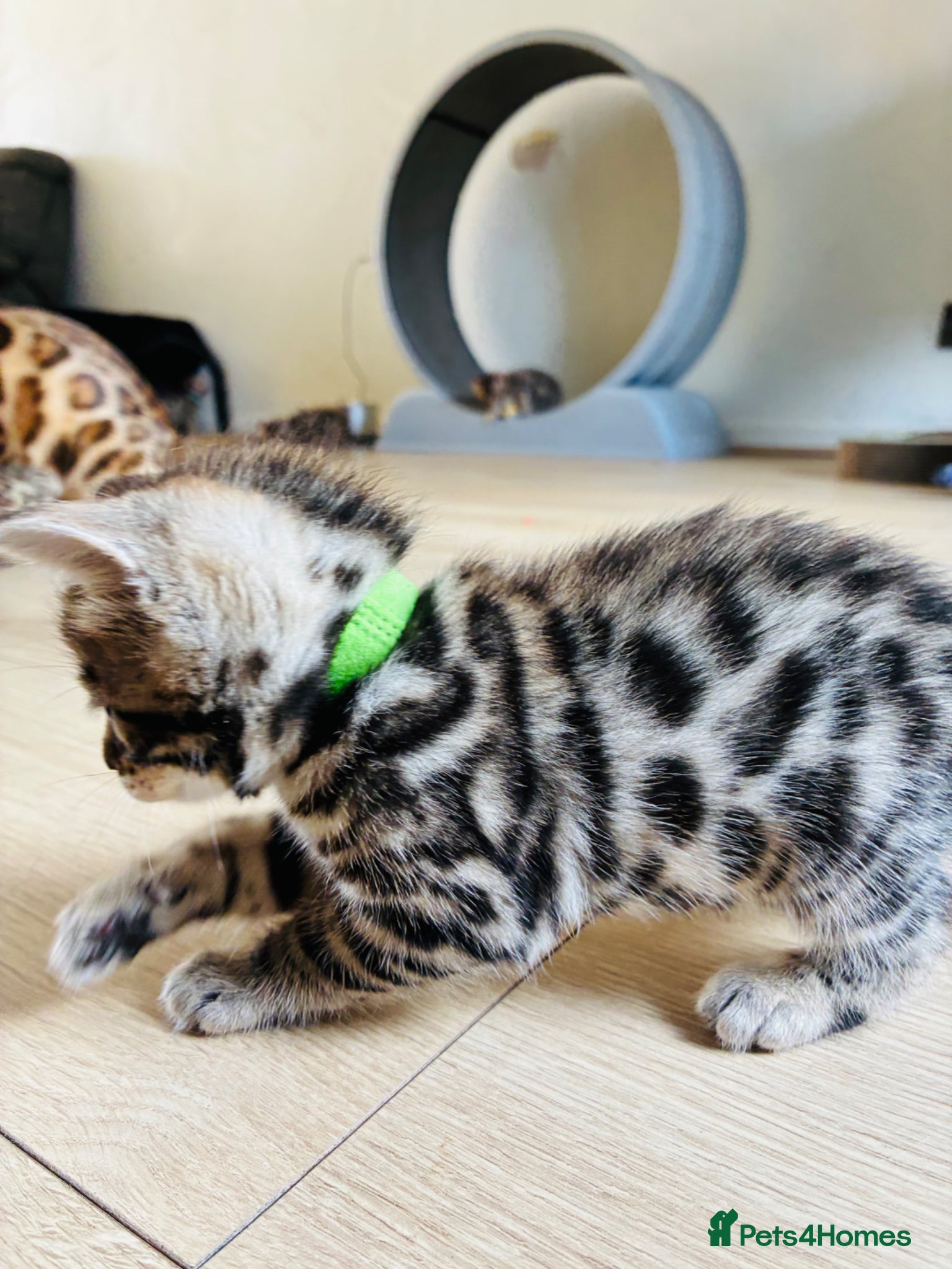 Bengal cats Amazing Bengal kittens  - Advert 1