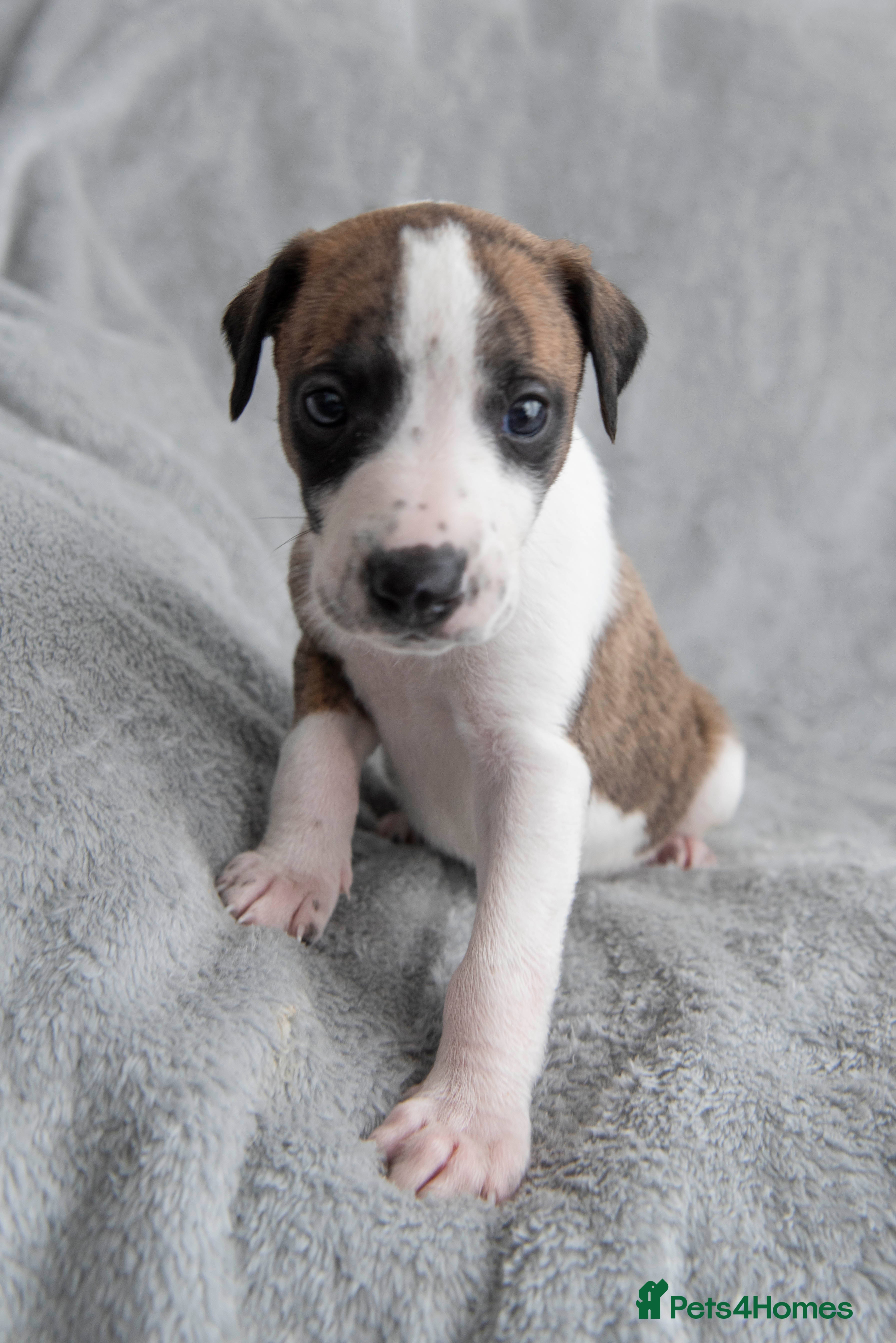 Whippet dogs 2 BRACKENSWIFT PUPPIES AVAILABLE  - Advert 2