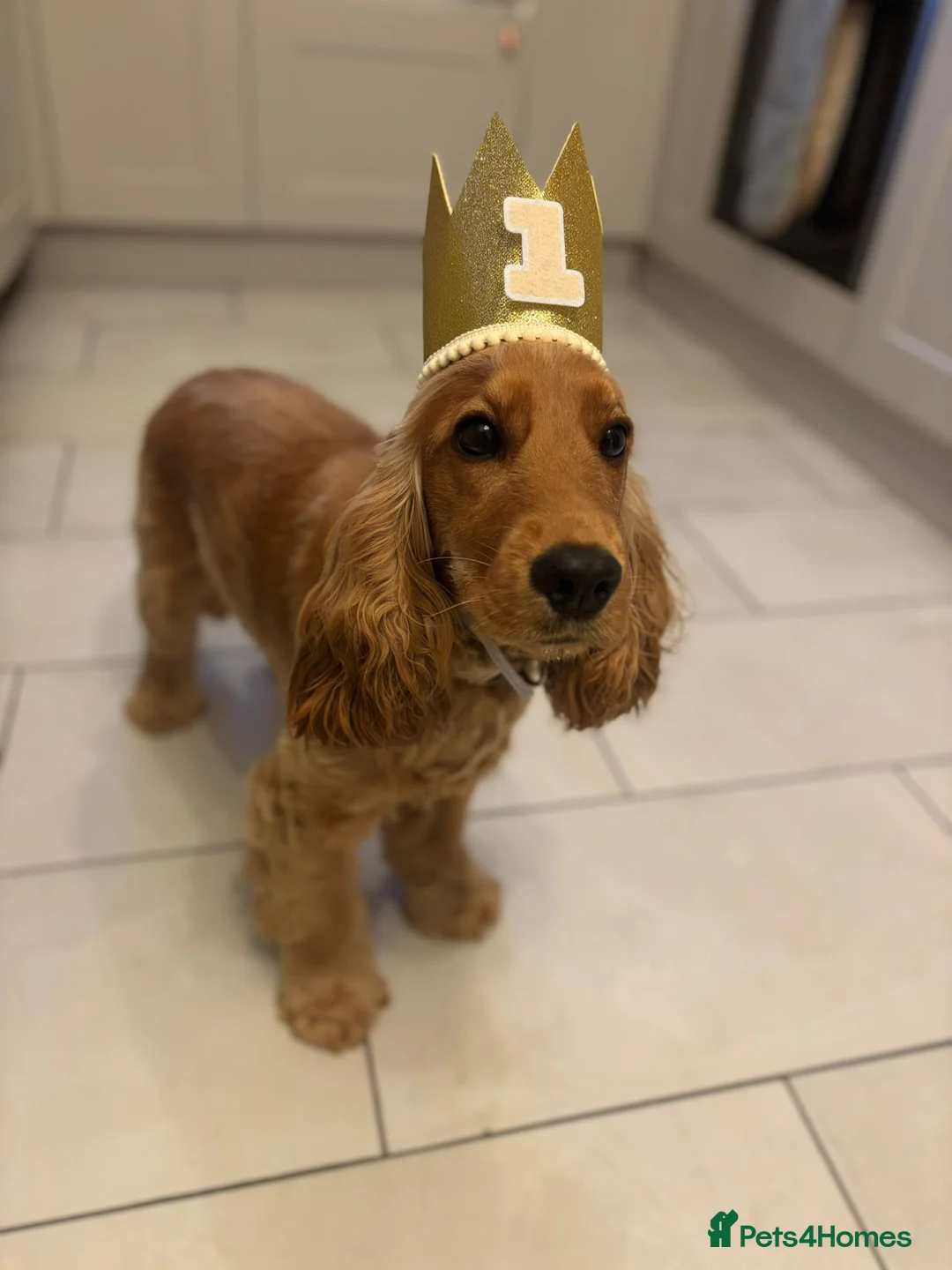 Cocker Spaniel dogs for sale: Neutered Golden Boy Available  - Advert 2