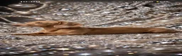 Miniature Dachshund dogs for stud: Cream mini stud  - Advert 2