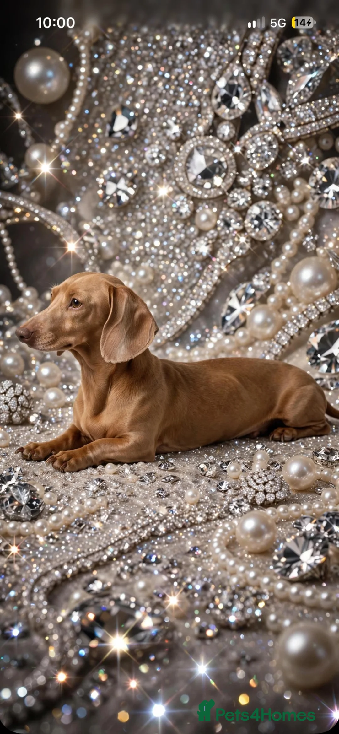 Miniature Dachshund dogs for stud: Cream mini stud  - Advert 2