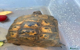 Tortoise reptiles for sale: Tortoise  - Image 1