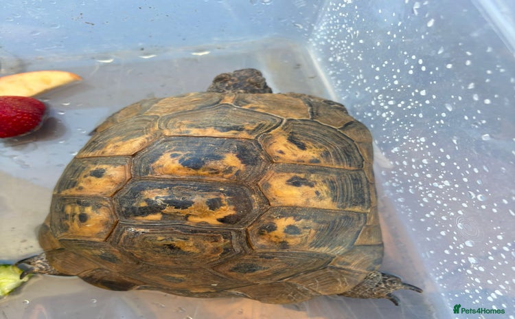 Tortoise reptiles - Advert 1